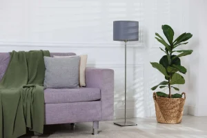 balanced-living-room-layout-with-sofa-lamp-and-plant
